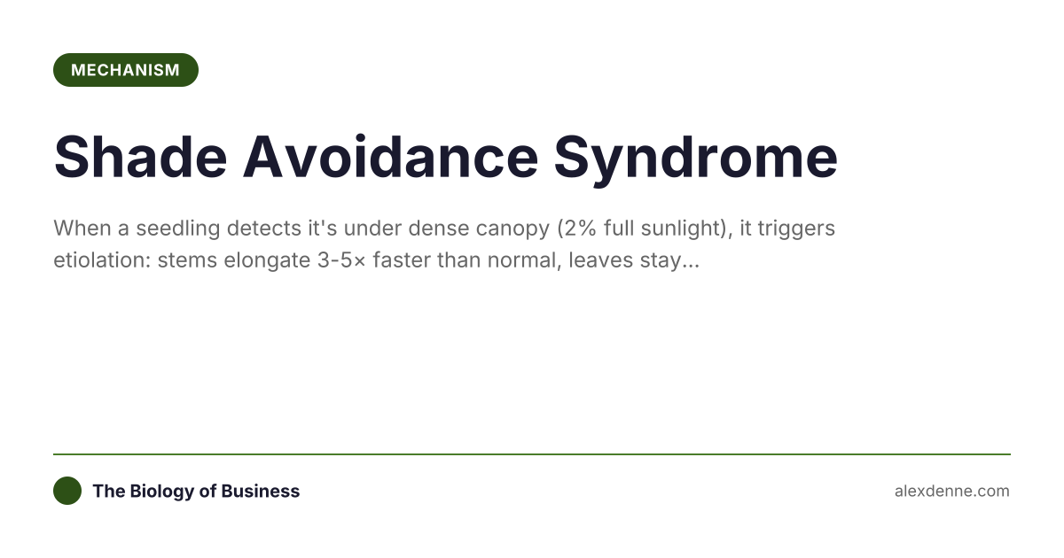 Shade Avoidance Syndrome... | The Biology of Business
