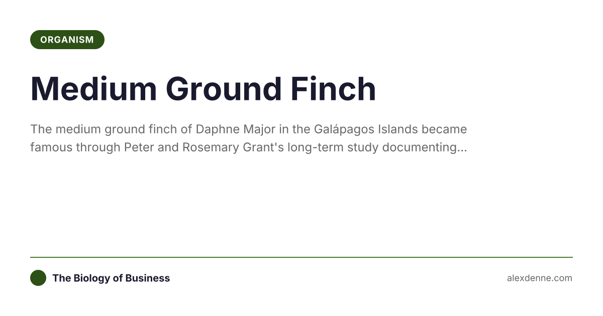 Medium Ground Finch | The Biology of Business